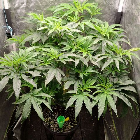 Pheno Four growlog timeline photo