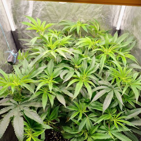 Pheno Four growlog photo: 7 dias de flora