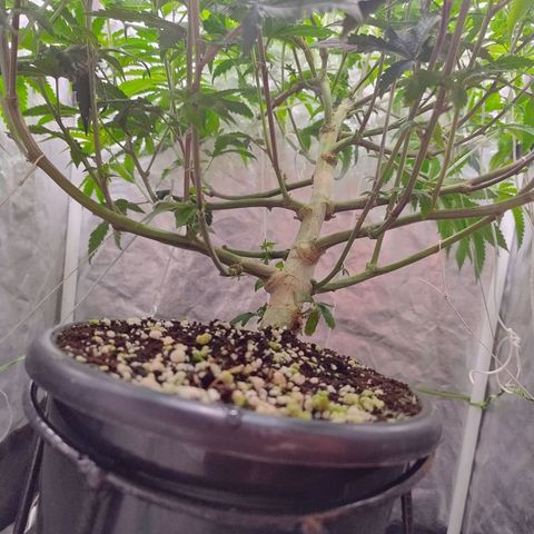 Pheno Four growlog photo: 7 dias de flora