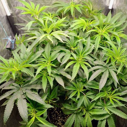 Pheno Four growlog photo: 7 dias de flora