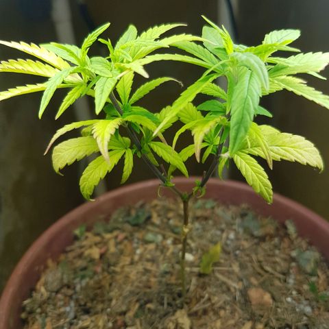 Maria 1 growlog timeline photo