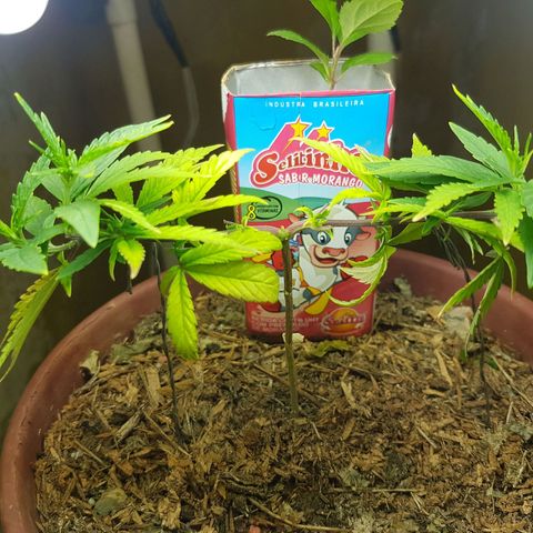 Maria 1 growlog timeline photo