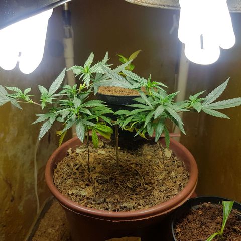 Maria 1 growlog timeline photo