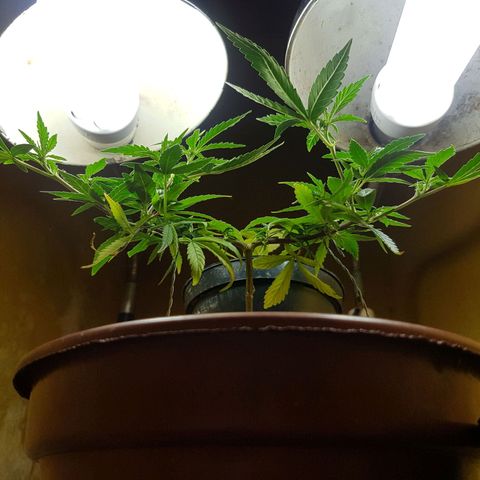 Maria 1 growlog timeline photo