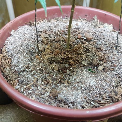 Maria 1 growlog photo: (Farinha de osso)