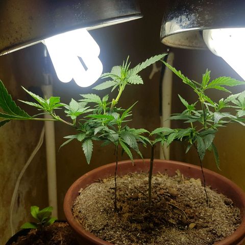 Maria 1 growlog photo: (Farinha de osso)