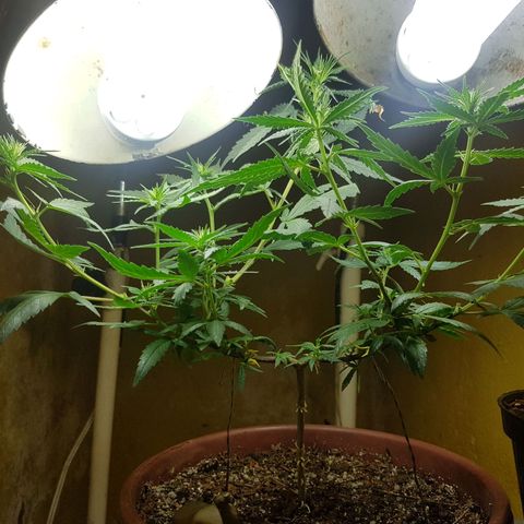Maria 1 growlog photo: 3a semana de floração 