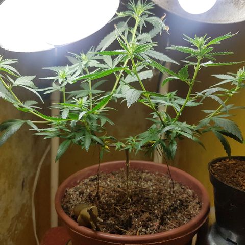 Maria 1 growlog photo: 3a semana de floração 