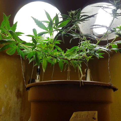 Maria 1 growlog photo: Amarração dos topos