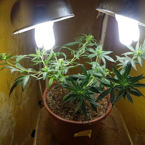 Maria 1 growlog photo: Amarração dos topos