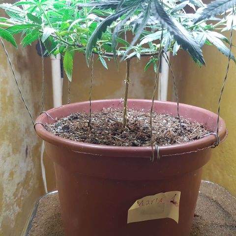 Maria 1 growlog photo: Amarração dos topos