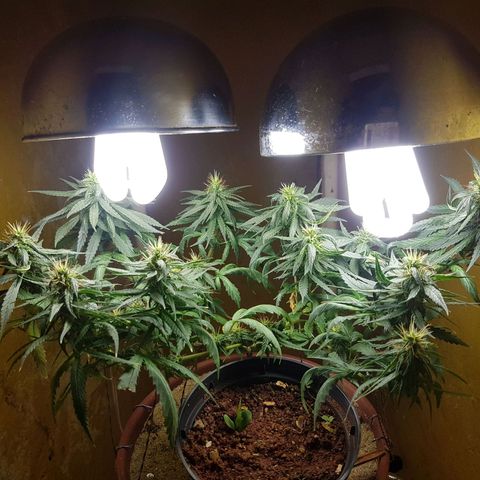 Maria 1 growlog timeline photo