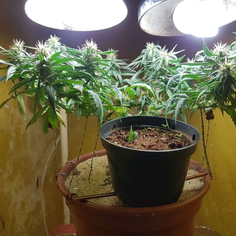 Maria 1 growlog timeline photo