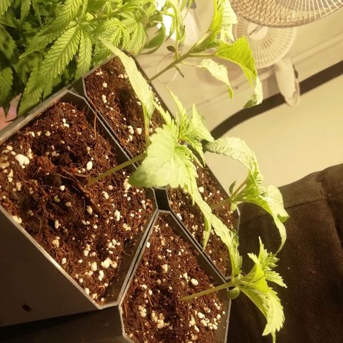СуперФотик  growlog photo: Полет нормальный 