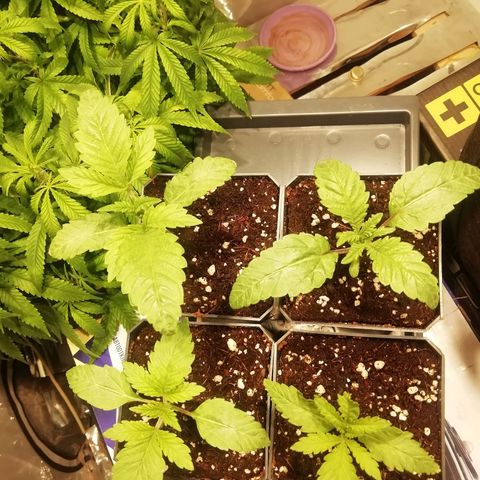 СуперФотик  growlog photo: Полет нормальный 