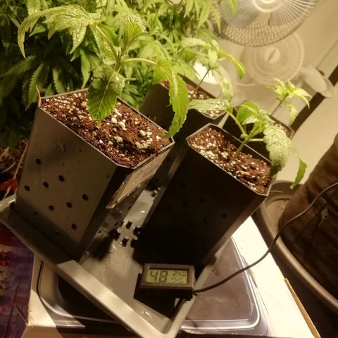 СуперФотик  growlog photo: После промывки грунта и b52 по листу 