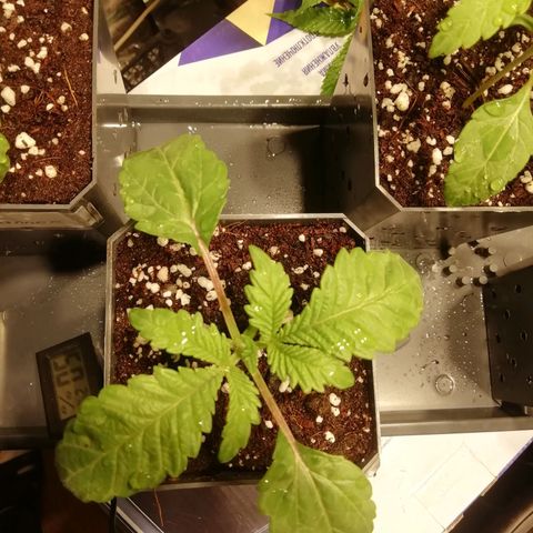 СуперФотик  growlog timeline photo