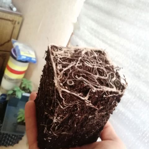B. S. C growlog timeline photo