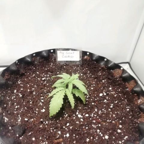 B. S. C growlog timeline photo
