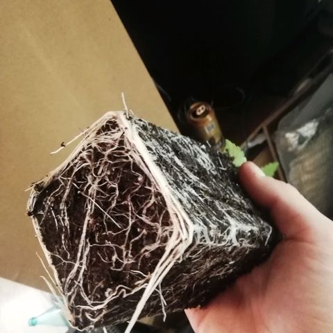 Widding Cake  growlog timeline photo