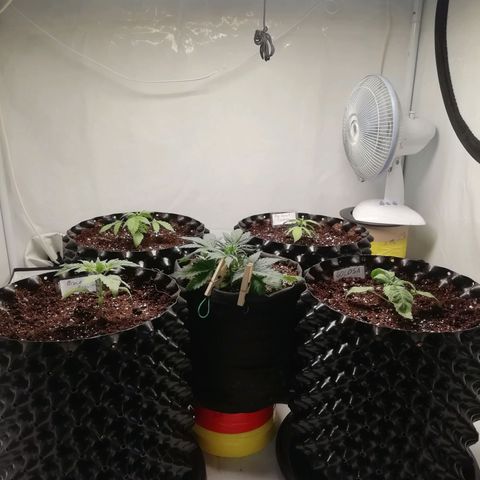 СуперФотик  growlog photo: 3 недяля, поехали