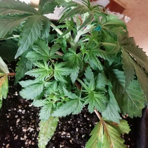  Blackberry growlog photo: "Детский сад" 