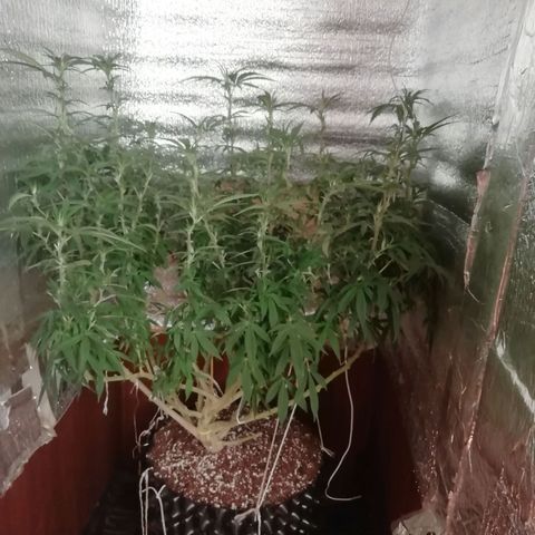 СуперФотик  growlog timeline photo