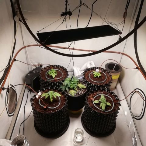 СуперФотик  growlog photo: Монтаж капельного полива (тестовый вариант)
Установлено :магистраль 16мм,4 шт капельницы компенсированные 4л/ч,капельная трубка 3/4,4шт микрофитинг "Т" (под капельную трубку), 2шт фитинг 16мм "Г" 