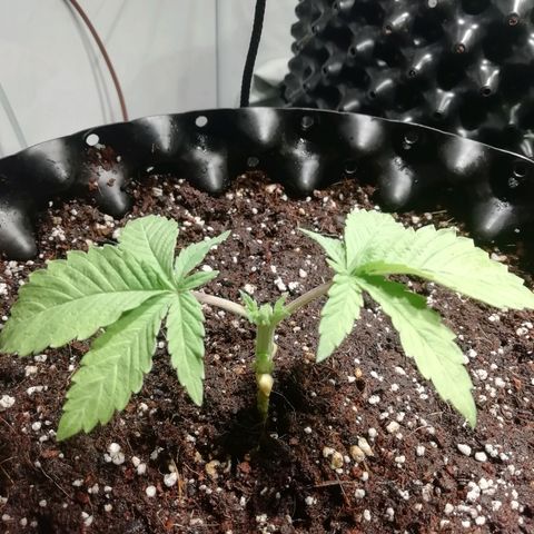 Widding Cake  growlog photo: После топа