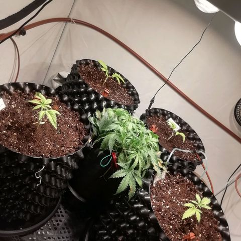 СуперФотик  growlog timeline photo