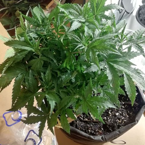 Blackberry growlog photo: Полет нормальный, скоро предцвет 