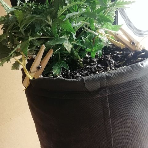  Blackberry growlog photo: Полет нормальный, скоро предцвет 