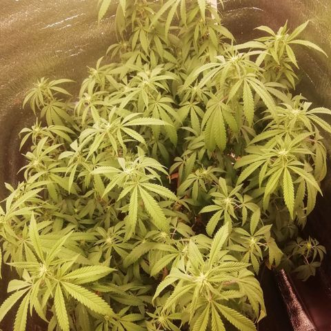 СуперФотик  growlog photo: После полива 