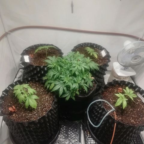 СуперФотик  growlog photo: После B52