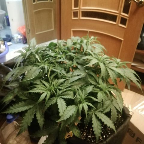  Blackberry growlog photo: После полива 