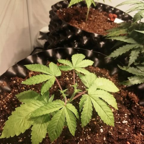 Widding Cake  growlog timeline photo