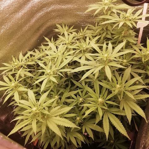 СуперФотик  growlog photo: Полет нормальный 