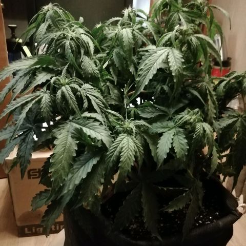  Blackberry growlog timeline photo