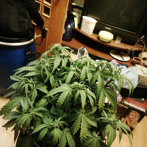  Blackberry growlog timeline photo