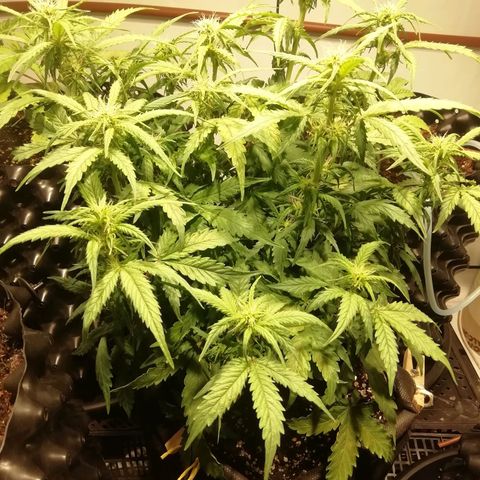  Blackberry growlog photo: Аппетит отменный 
