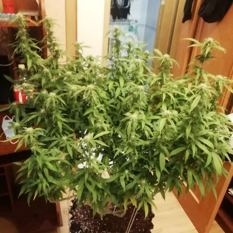 СуперФотик  growlog photo: До / после 