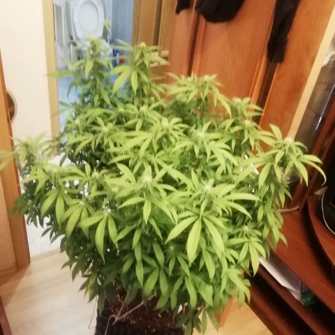 СуперФотик  growlog photo: До / после 