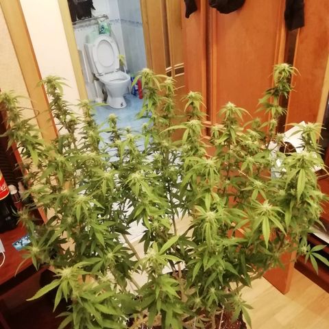 СуперФотик  growlog photo: До / после 