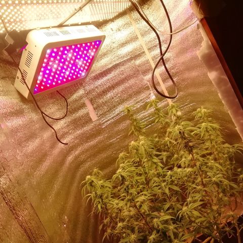 СуперФотик  growlog photo: Новая лампа 
