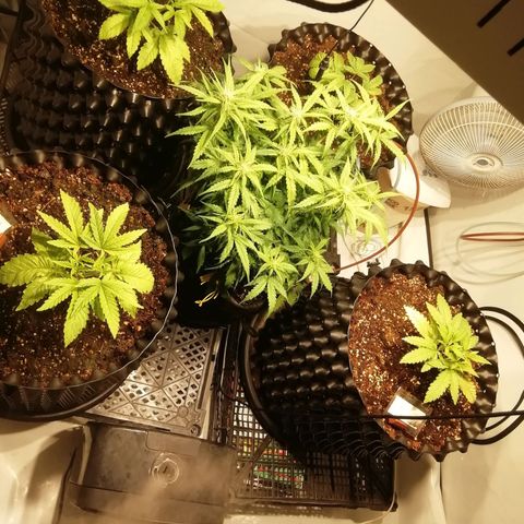 СуперФотик  growlog photo: Растём помаленьку 