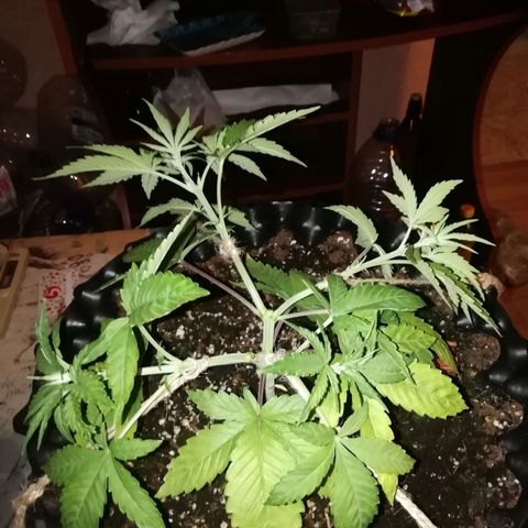 Widding Cake  growlog photo: LST