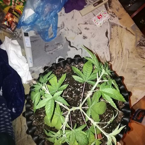 Widding Cake  growlog photo: LST