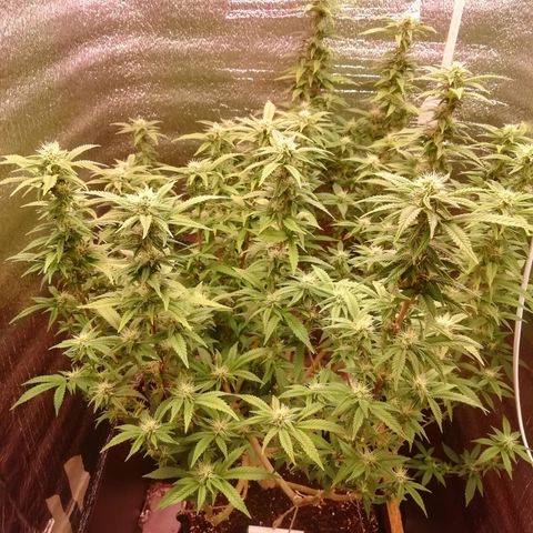 СуперФотик  growlog photo: Первые трихомы 