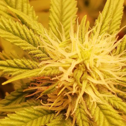 СуперФотик  growlog photo: Первые трихомы 