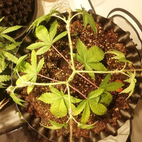 Widding Cake  growlog photo: Последний 3 топ 